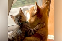 窓辺で日向ぼっこする犬と子猫→後ろ姿を見ていたら…尊すぎる『2匹の光景』が13万再生「抱きついていくの可愛すぎ…」「ずっと見てたい」