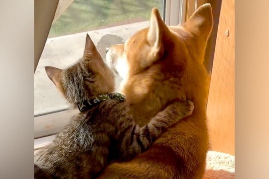 窓辺で日向ぼっこする犬と子猫→後ろ姿を見ていたら…尊すぎる『2匹の光景』が13万再生「抱きついていくの可愛すぎ…」「ずっと見てたい」
