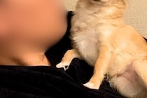 お父さんが『他の犬』を撫でて帰ってきた結果→あからさま過ぎる『お顔と態度』が27万再生「不信感1000％すぎるｗｗ」「めっちゃ可愛い」