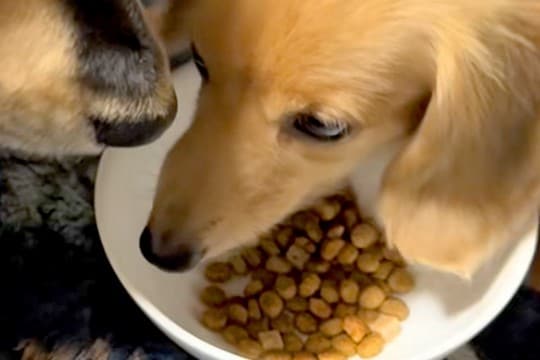 犬がごはんを食べていたら『他の犬』が隣にやってきて…あまりにも『食べづらすぎる光景』が面白いと話題「無言の圧w」「食べたそうで草」