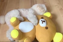 ぬいぐるみがないと寝れなかった犬→赤ちゃんが家にきたら…『まさかの光景』が尊すぎると45万再生「絵に描いたような幸せ」「可愛くて涙出た」