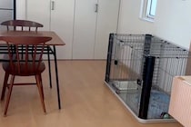 妻が犬を連れて動物病院へ→ふと家の中を確認してみた結果…衝撃的な『わすれもの』が15万再生「笑ったｗｗ」「キョトンとしてて草」と爆笑の声