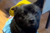 犬が苦手だった母が『甲斐犬』と出会った結果→溺愛しすぎてしまい…素敵すぎる『手作り衣装』を作る光景が30万再生「すごい」「全部似合ってる」