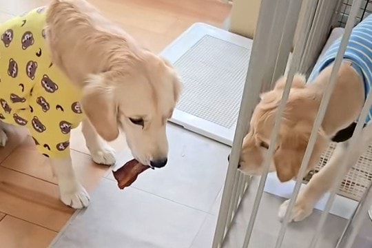 弟犬の前でおやつを咥える姉犬→『おすそ分けするのかな』と思ったら…人間のような『まさかの行動』がSNSで話題「いけずw」「悪いわーw」