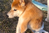 『いま、幸せですか？』四肢が麻痺した犬を保護→いつも不安そうな顔をして…感動が止まらない『現在の光景』が53万再生「絆感じる」「幸せに」