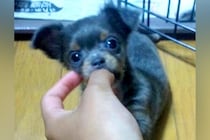 『珍しい色だから』と安売りされていた犬→親を説得してお迎えした6年後…涙が止まらない物語に反響「きっと幸せな犬生」「泣けてきた…」