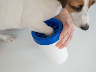 足を水洗いする犬