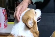 犬があまり好きじゃないおじいちゃん→久しぶりにワンコに会った結果…微笑ましすぎる『ツンデレ対応』に反響「仲良し作戦」「距離縮まってる」