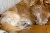 大好きなパパをお見送りして寂しがる犬→わかりやすく『落ち込む光景』が14万再生「こんなに愛されてるなんて」「パパさん以外ダメなんだｗ」