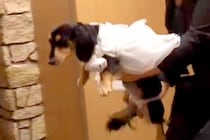 結婚式で『指輪を渡す大役』を任された犬→運んでくれると思ったら…応援したくなる『一生懸命な光景』が25万再生「可愛すぎ」「お利口さん」