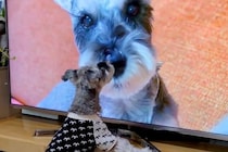 『犬の番組』を見るのが好きなワンコ→『もし自分が出ていたらどうするのか』検証した結果…まさかの行動が31万再生「笑った」「めちゃ可愛い」