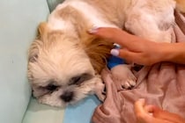 突然ご飯を食べなくなり、即入院した犬→医師からは『生命力にかけるしか』と言われ…まさかの『奇跡の物語』に反響「泣いた」「愛されてる」