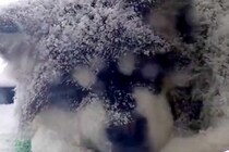 雪が降る中、ベランダに出た大型犬→『寒くないかな』とふと見たら…衝撃的な『まさかの光景』が112万再生「さすがアラスカ犬」「悶絶した」