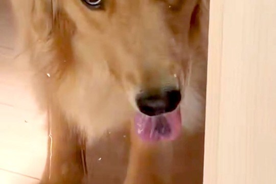 掃除のためにドアを閉めたら、外に出された大型犬が…意思が強すぎる『表情』が16万表示「めっちゃ怒ってて笑ったw」「許さない顔で草」と爆笑