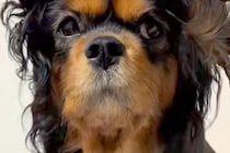 寝起き直後の犬→髪型を見てみたら…衝撃の『ヘアースタイル』に爆笑とツッコミの声「実験失敗しました？」「ベテラン指揮者で草」と50万再生