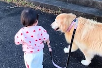1歳の女の子が大型犬のお散歩に挑戦→『引っ張られるかな』と思いきや…優しすぎる『100点満点の対応』に反響「なんか泣ける」「賢すぎる」