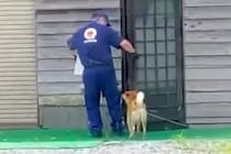 犬がいる家に『配達員のお兄さん』が来た結果→運び終わるのを待って…優しさ溢れる『幸せな光景』が64万再生「離れがたいね」「心がホッコリ」