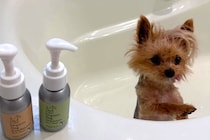 小型犬をシャンプーした結果→『だれ…？』別犬すぎる"衝撃の変貌"に2万4000いいね集まる「声出して笑った」「弱そうすぎて愛おしい…」