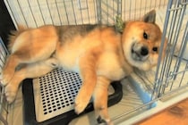 雨の日の散歩が嫌すぎる犬→『絶対に行かない』と駄々をこねて…まさかの『人間味のある拒否の仕方』に爆笑「よほど嫌なんだｗ」「笑ったｗｗ」