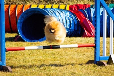 アジリティ、ポメラニアン