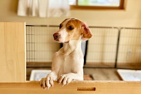 犬を不安にさせる『留守番環境』3つ　あなたの部屋は大丈夫？負担なく待たせるためにできることまで