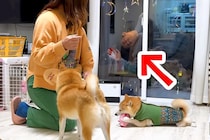 帰省した息子が突然『窓』から現れた結果→4匹の犬が…気づいた瞬間に『テンションMAXになる光景』が16万再生「狂喜乱舞ｗ」「愛されてる」