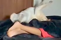 朝、ベッドで寝がえりを打った大型犬→どんくさすぎて…「笑いすぎて涙出たｗｗ」「陸で溺れてて草」まさかのハプニングに355万再生の反響