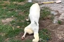 10年以上散歩されず、下半身不随になった老犬　保護して2日後→奇跡的な『まさかの光景』に反響「ただただ感動…」「本当にありがとう」