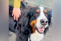 『建設現場』の前を通りがかった超大型犬→作業員たちが近づいてきて…微笑ましすぎるやり取りが25万再生「ホント嬉しそう」「モフりたい」