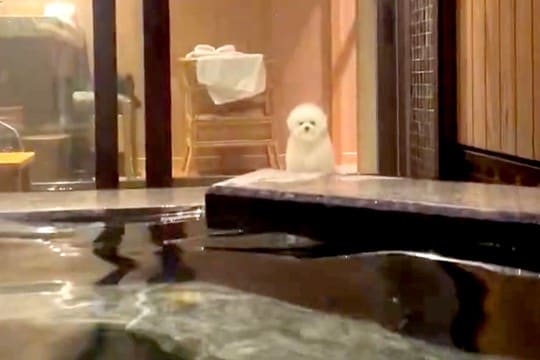 初めての『旅行』をする犬→飼い主が客室温泉に入っていたら…『心配性な光景』が健気すぎると203万表示「全力で見守ってる」「困惑顔ｗｗ」