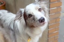 世界一賢い犬種に『パパが前にランチ買ったお店、分かる？』と無茶ぶりをした結果→人間顔負けな『衝撃の結末』が140万再生「鳥肌立った」