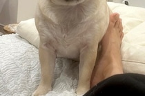 大阪へ行くため3日間の外出→犬に『行ってくるね、バイバイ』と言った結果…切ない表情に2万いいね「後ろ髪を引かれる」「顔が…可愛い」