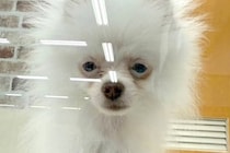 6万円で売れ残っていた『悲しい顔の犬』を飼った結果→愛情を注ぎ続けて、5ヶ月後…泣ける『表情』が9万再生「本当によかった」「幸せそう」