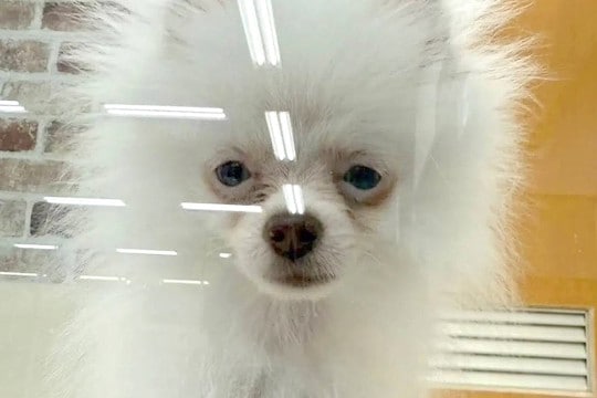 6万円で売れ残っていた『悲しい顔の犬』を飼った結果→愛情を注ぎ続けて、5ヶ月後…泣ける『表情』が9万再生「本当によかった」「幸せそう」