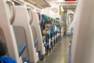 電車内、舌を出した犬