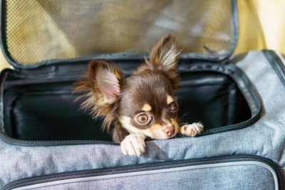 キャリーバッグ、チワワ