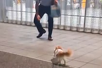 単身赴任中のパパと『3週間ぶり』に会った犬　「駆け寄ってて可愛すぎる」「見てるだけで幸せ」愛に溢れた『再会の瞬間』に10万再生の反響