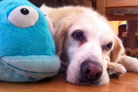 犬も『ヤキモチ』を焼いたりするの？嫉妬を見極めるポイントや注意すべき行動まで解説