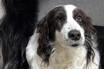 【話題の犬】静かに座る姉犬の後ろで、弟犬が…「何事なのｗｗｗ」「衣装着てるみたいｗ」まさかの『踊り狂う光景』に1万7000いいね集まる