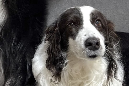 【話題の犬】静かに座る姉犬の後ろで、弟犬が…「何事なのwww」「衣装着てるみたいw」まさかの『踊り狂う光景』に1万7000いいね集まる