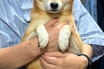 お父さんに抱っこしてもらう犬→まさかの『心底嫌そうな表情』が9万表示「不機嫌そうで笑った」「目が…！でも可愛い」と爆笑の声