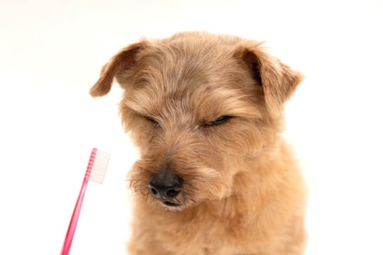 犬が自分のことを『不幸だ』と思っているサイン5つ　どんな行動を見せる？幸福感を高める秘訣まで