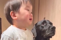 小さな男の子がママに叱られていると、大型犬が間に入って…まるで『人間のような行動』が173万再生「健気で涙出ちゃう」「心配してるんだね」