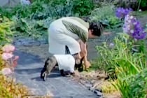 田舎に住むおばあちゃん→畑で野菜を収穫中、犬が一緒についてきて…『本当の孫』のような光景が48万再生「可愛すぎ」「お手伝い偉い」と大絶賛