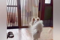 手術で２週間の入院から帰宅→ドアを開けた瞬間、２匹の犬が…思わず涙する『おかえりなさいの光景』に「感動の再会だね」「神対応」と絶賛の声