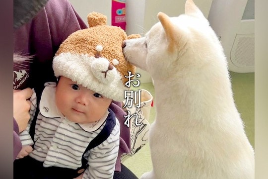 赤ちゃんが犬と『お別れのあいさつ』をした結果→切ない雰囲気かと思いきや…まさかのオチが17万再生「笑ったｗｗ」「隠れ甘えただったのね」