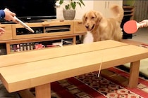 家で卓球をしていたら、横で見ていた大型犬が参加して…まさかの展開と『衝撃の表情』が29万再生「ほっぺ腫れてるみたいｗｗ」「めちゃドヤ顔」
