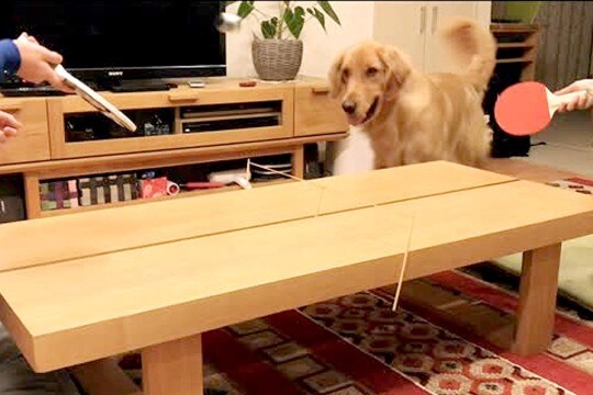 家で卓球をしていたら、横で見ていた大型犬が参加して…まさかの展開と『衝撃の表情』が29万再生「ほっぺ腫れてるみたいｗｗ」「めちゃドヤ顔」