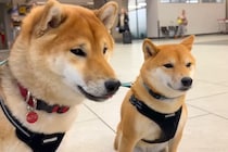 半月ぶりに海外から帰ってきたママ→空港まで『2匹の犬』が迎えに来て…『再会の瞬間』が泣けると11万再生「最高の笑顔」「胸がじーんと…」