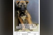 『僕の名前は13番』番号で呼ばれ、処分寸前だった犬→ギリギリで助けられ…『現在の光景』に涙が出ると27万再生「号泣」「幸せになってね」